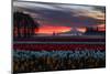 Tulip Morning Magic Spring Mist and Sky Fire Central Oregon-Vincent James-Mounted Photographic Print