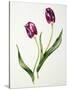 Tulip 'Negrita'-Sally Crosthwaite-Stretched Canvas