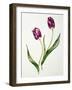 Tulip 'Negrita'-Sally Crosthwaite-Framed Giclee Print