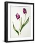 Tulip 'Negrita'-Sally Crosthwaite-Framed Giclee Print