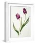 Tulip 'Negrita'-Sally Crosthwaite-Framed Giclee Print