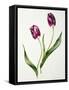 Tulip 'Negrita'-Sally Crosthwaite-Framed Stretched Canvas