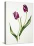 Tulip 'Negrita'-Sally Crosthwaite-Stretched Canvas