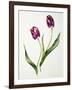 Tulip 'Negrita'-Sally Crosthwaite-Framed Giclee Print