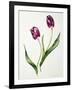 Tulip 'Negrita'-Sally Crosthwaite-Framed Giclee Print