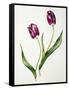 Tulip 'Negrita'-Sally Crosthwaite-Framed Stretched Canvas