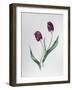 Tulip Negrita-Sally Crosthwaite-Framed Giclee Print