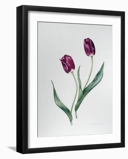 Tulip Negrita-Sally Crosthwaite-Framed Giclee Print