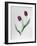 Tulip Negrita-Sally Crosthwaite-Framed Giclee Print