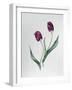 Tulip Negrita-Sally Crosthwaite-Framed Giclee Print