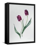 Tulip Negrita-Sally Crosthwaite-Framed Stretched Canvas