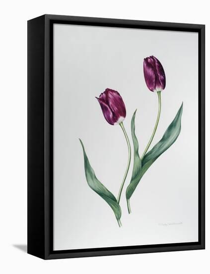 Tulip Negrita-Sally Crosthwaite-Framed Stretched Canvas