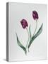 Tulip Negrita-Sally Crosthwaite-Stretched Canvas