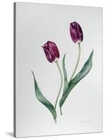 Tulip Negrita-Sally Crosthwaite-Stretched Canvas