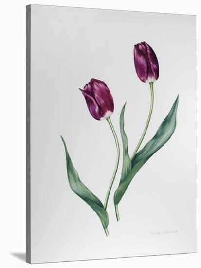 Tulip Negrita-Sally Crosthwaite-Stretched Canvas