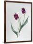 Tulip Negrita-Sally Crosthwaite-Framed Giclee Print