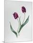 Tulip Negrita-Sally Crosthwaite-Mounted Giclee Print
