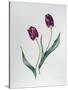 Tulip Negrita-Sally Crosthwaite-Stretched Canvas