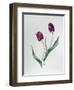 Tulip Negrita-Sally Crosthwaite-Framed Giclee Print