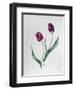 Tulip Negrita-Sally Crosthwaite-Framed Giclee Print