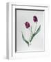 Tulip Negrita-Sally Crosthwaite-Framed Giclee Print