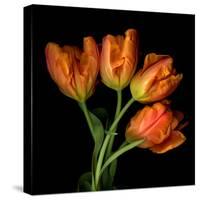 Tulip Orange-Magda Indigo-Stretched Canvas