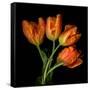 Tulip Orange-Magda Indigo-Framed Stretched Canvas