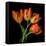 Tulip Orange-Magda Indigo-Framed Stretched Canvas