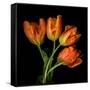Tulip Orange-Magda Indigo-Framed Stretched Canvas