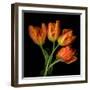 Tulip Orange-Magda Indigo-Framed Photographic Print