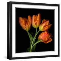 Tulip Orange-Magda Indigo-Framed Photographic Print