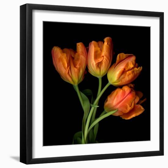 Tulip Orange-Magda Indigo-Framed Photographic Print