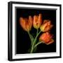 Tulip Orange-Magda Indigo-Framed Photographic Print