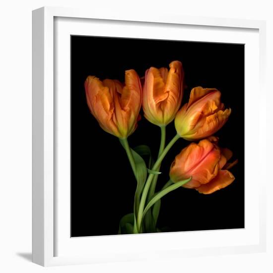 Tulip Orange-Magda Indigo-Framed Photographic Print