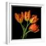 Tulip Orange-Magda Indigo-Framed Photographic Print