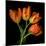 Tulip Orange-Magda Indigo-Mounted Photographic Print