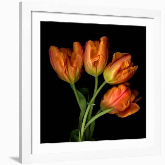 Tulip Orange-Magda Indigo-Framed Photographic Print