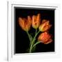 Tulip Orange-Magda Indigo-Framed Photographic Print