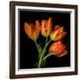 Tulip Orange-Magda Indigo-Framed Photographic Print