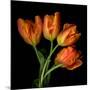 Tulip Orange-Magda Indigo-Mounted Photographic Print