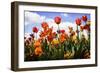 Tulip Parade I-Alan Hausenflock-Framed Premium Photographic Print