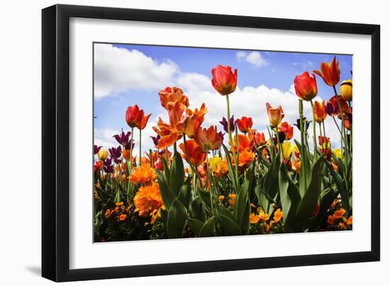 Tulip Parade I-Alan Hausenflock-Framed Premium Photographic Print