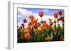 Tulip Parade I-Alan Hausenflock-Framed Premium Photographic Print