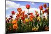 Tulip Parade I-Alan Hausenflock-Mounted Premium Photographic Print