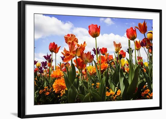 Tulip Parade I-Alan Hausenflock-Framed Photographic Print