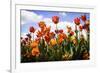 Tulip Parade I-Alan Hausenflock-Framed Photographic Print