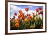 Tulip Parade I-Alan Hausenflock-Framed Photographic Print