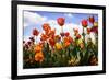 Tulip Parade I-Alan Hausenflock-Framed Photographic Print