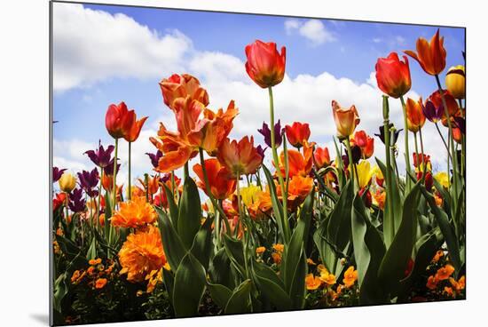 Tulip Parade I-Alan Hausenflock-Mounted Photographic Print