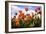 Tulip Parade I-Alan Hausenflock-Framed Photographic Print